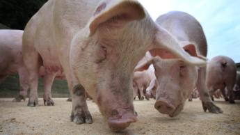 Foglalkoztatási célú támogatást igényelhetnek a sertés- és baromfitartók