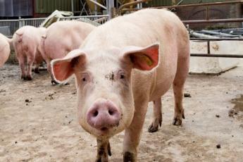 A legfrissebb agrárpiaci helyzetjelentés