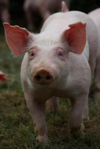 8000 sertést kellett leölni Lengyelországban