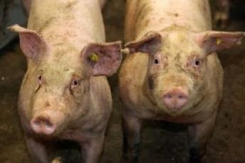 Megjelent Magyarország új ASP mentesítési terve