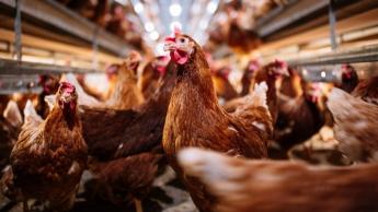 A három déli megyében feloldotta a Nébih a madárinfluenza miatt felállított védőkörzeteket