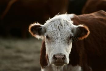 Szeptember 30-ig lehet szankciómentesen visszavonni a termeléshez kötött támogatás szarvasmarháit