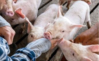 Az állattenyésztés első féléves helyzetképe