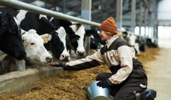 Kéknyelvhez hasonló betegség (EHD) terjed: Olaszország, Spanyolország és Portugália után már Franciaországot is elérte