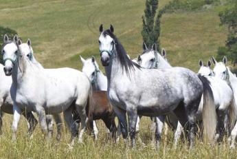 Kiemelkedő sikerek Szilvásváradon