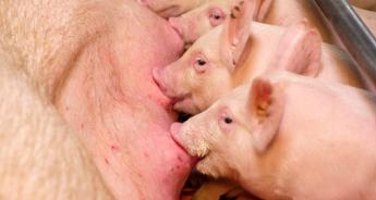 Sertéstartók, figyelem!