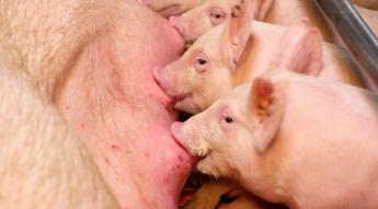 Megjelent a Kincstár közleménye a sertés válságtámogatás igénybevételének feltételeiről