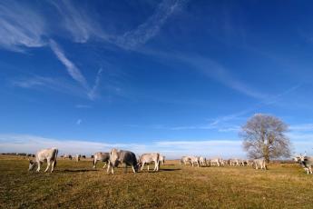 Az ország mezőgazdasági területének 15%-a gyepterület