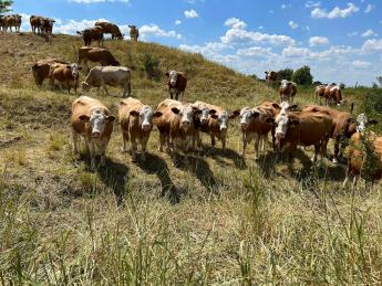 Gümőkórfertőzés jelent meg egy Komárom-Esztergom megyei szarvasmarha-állományban