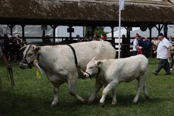 Az idei TER események bejelentését az elutasítások elkerülése érdekében minden esetben 2023.12.31. napig meg kell tenni anyatehén tartás esetén!