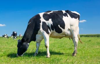 RSZKF kártalanítás - Véleményezhető a fertőzött telepek újraindulását támogató tervezet