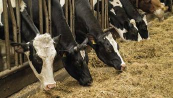Egy hónappal előrébb hozták a tejhasznú tehenek selejtezési határidejét