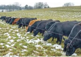 A téli legeltetésről