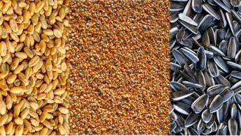 Meghosszabbították az ukrán termények importtilalmát