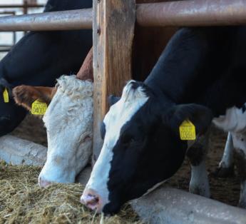 ÚJABB EGY ÉVVEL MEGHOSSZABBODIK A SZARVASMARHA TEJÁGAZATOT ÉRINTŐ ÁLLATJÓLÉTI TÁMOGATÁS