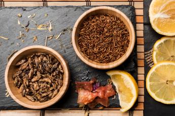 Sokasodó aggályok - Kezeljük óvatossággal a rovartenyésztést