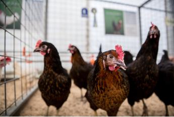 Enyhített a takarmányozás szabályozásán az EU