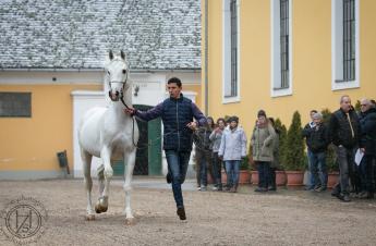 REFLEKTORFÉNYBEN AZ ARAB LOVAK