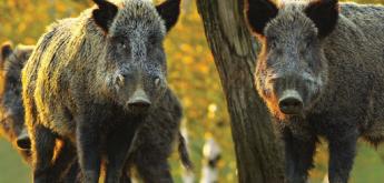 Tüntettek az olasz sertéstartók