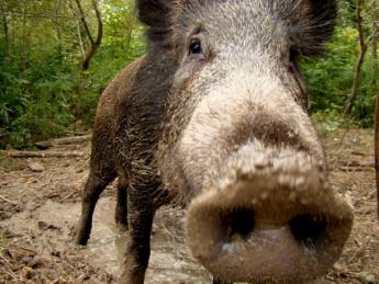 Kétezer vaddisznó lett sertéspestises tavaly április óta