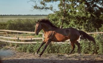 A lovak herpeszvírusa miatt biztonsági korlátozásokat hoztak Magyarországon is