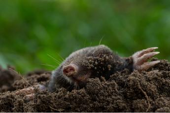 A VAKOND LETT AZ ÉV EMLŐSE