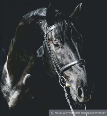 VILÁGSZÁM LETT A MAGYAR RENDŐRLÓ