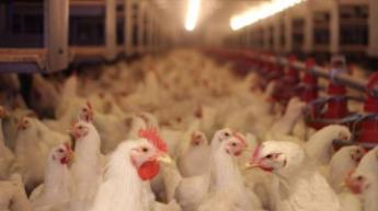 Megszűntek a madárinfluenza miatti korlátozások