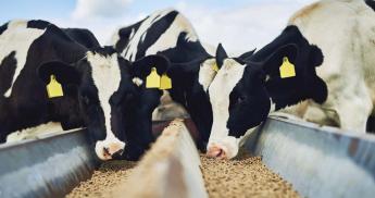 Jelentős importkitettség bizonyos takarmány-összetevők terén