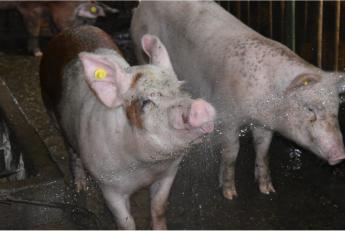 Sertés állatjóléti támogatás 2021. támogatási év I., II. és III. negyedévére történő igénybevétele