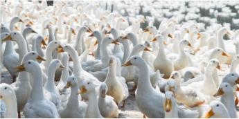 „Enyhítési útmutató” készült a baromfiágazat szereplőinek