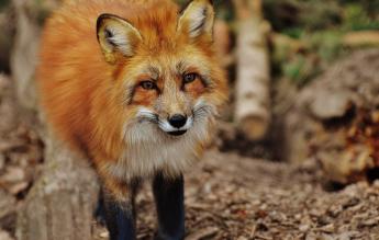 Legeltetési tilalom lép életbe a rókák veszettség elleni immunizálása miatt